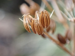 Anisotome aromatica aromatica