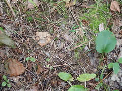 Crocicreas coronatum