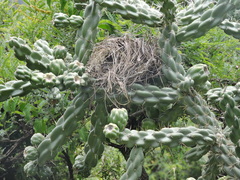 Campylorhynchus brunneicapillus