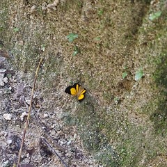 Heterusia