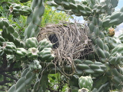 Campylorhynchus brunneicapillus