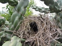 Campylorhynchus brunneicapillus