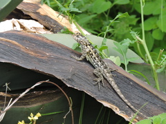 Sceloporus spinosus