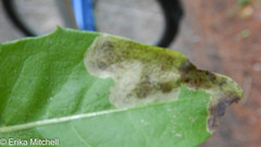 Liriomyza taraxaci