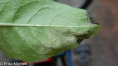 Liriomyza taraxaci