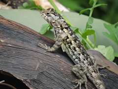Sceloporus spinosus