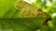Liriomyza taraxaci
