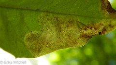 Liriomyza taraxaci