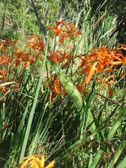 Crocosmia aurea aurea