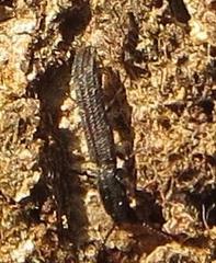 Colydiinae