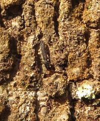 Colydiinae