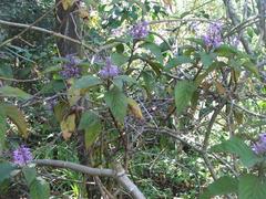 Plectranthus ecklonii