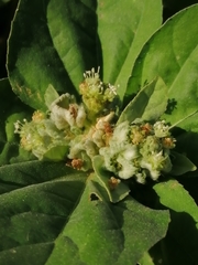 Croton argenteus