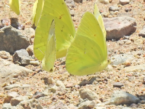 Cloudless Sulphur, Nogales, AZ 85621, USA, photo 9 of 10
