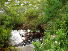 Pelargonium cucullatum cucullatum