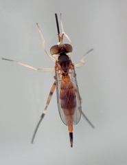 Stylogaster biannulata