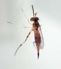 Stylogaster biannulata