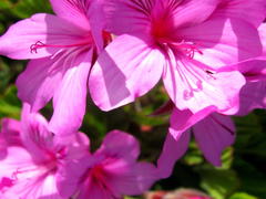 Pelargonium cucullatum cucullatum
