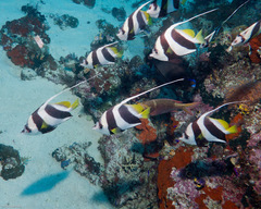 Heniochus diphreutes