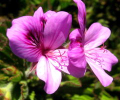 Pelargonium cucullatum cucullatum