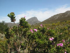 Pelargonium cucullatum cucullatum