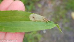 Calycomyza solidaginis