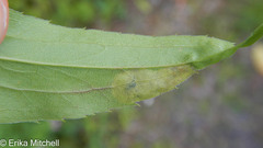 Calycomyza solidaginis