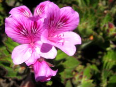 Pelargonium cucullatum cucullatum