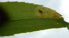 Calycomyza solidaginis