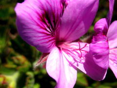 Pelargonium cucullatum cucullatum