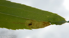 Calycomyza solidaginis