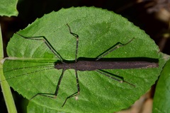 Pseudophasma esmeraldas