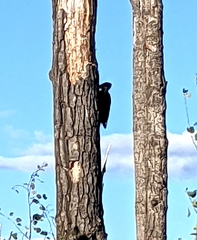 Dryocopus pileatus
