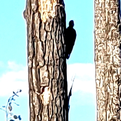 Dryocopus pileatus