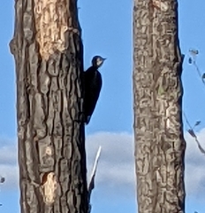 Dryocopus pileatus