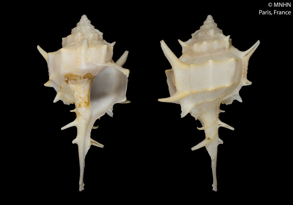 Muricinae