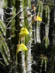 Nanorrhinum heterophyllum