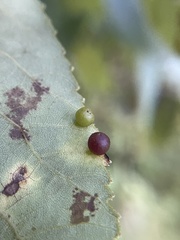 Caryomyia deflexipili