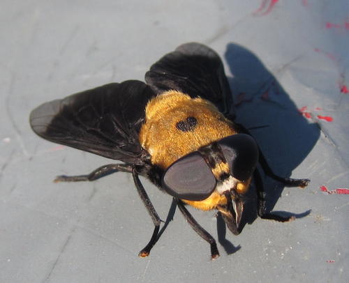 Hippo Fly