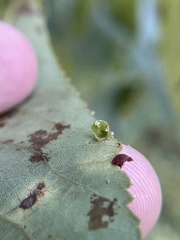 Caryomyia deflexipili