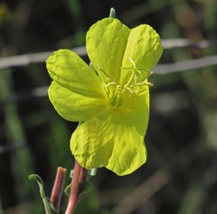 Oenothera affinis