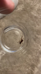 Steatoda nobilis