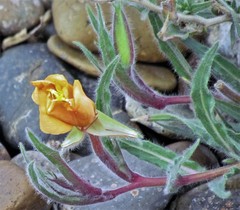 Oenothera mollissima