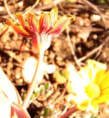Othonna auriculifolia