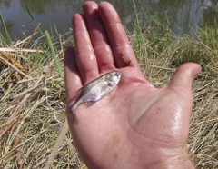 Petrocephalus wesselsi