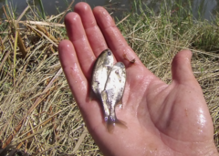 Petrocephalus wesselsi