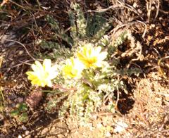 Othonna auriculifolia