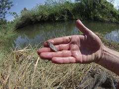 Petrocephalus wesselsi