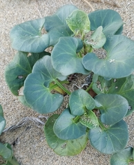 Calystegia soldanella image