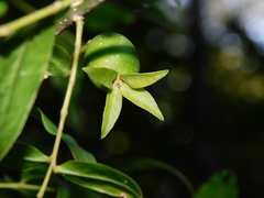 Buckleya distichophylla